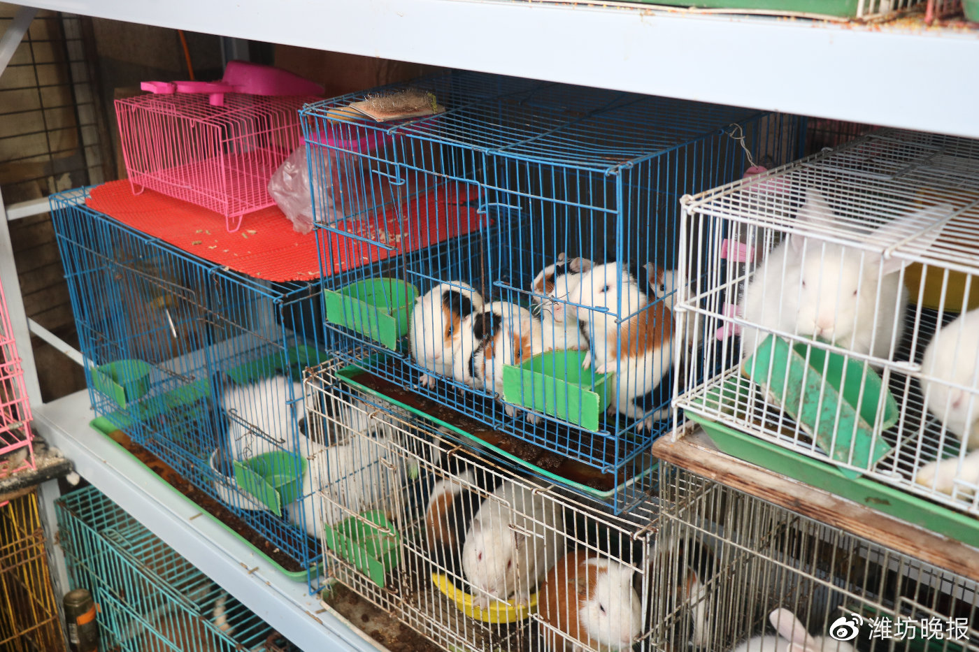 鼠年临近宠物鼠成掌中宝,宠物鼠成掌中宝