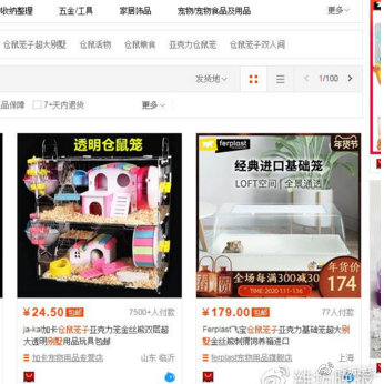 鼠年临近宠物鼠成掌中宝,宠物鼠成掌中宝