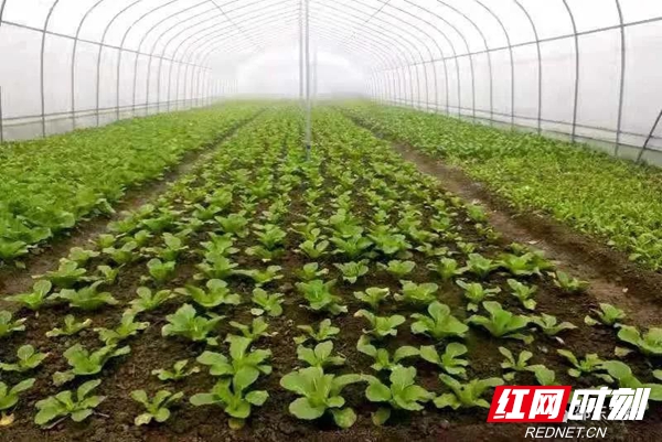 从田间到餐桌的餐厅,湖南十大蔬菜基地