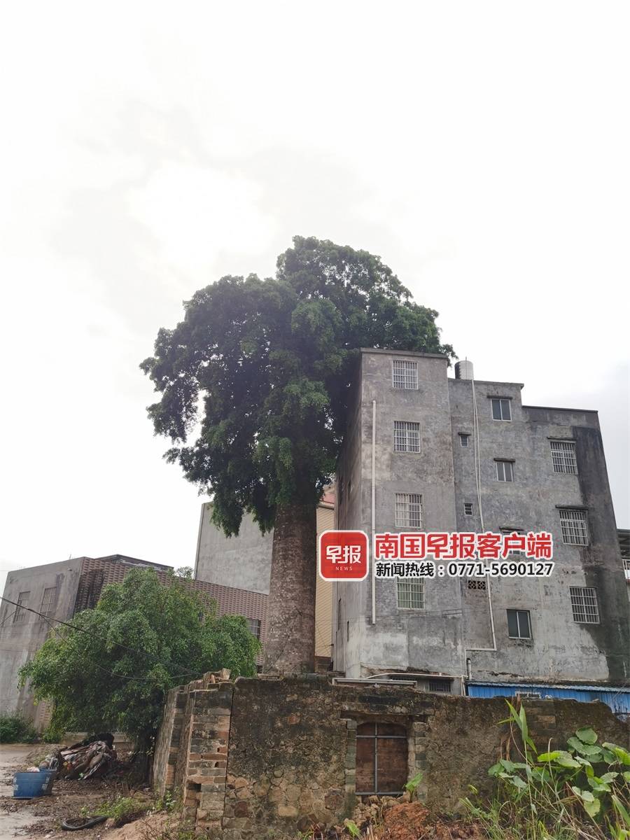 灵山烟囱榕树,广西灵山烟囱