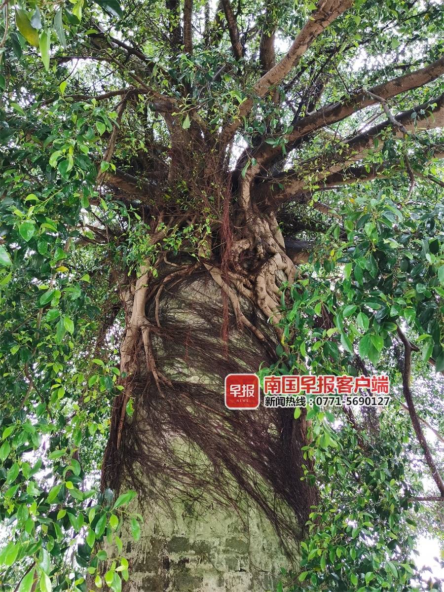 灵山烟囱榕树,广西灵山烟囱