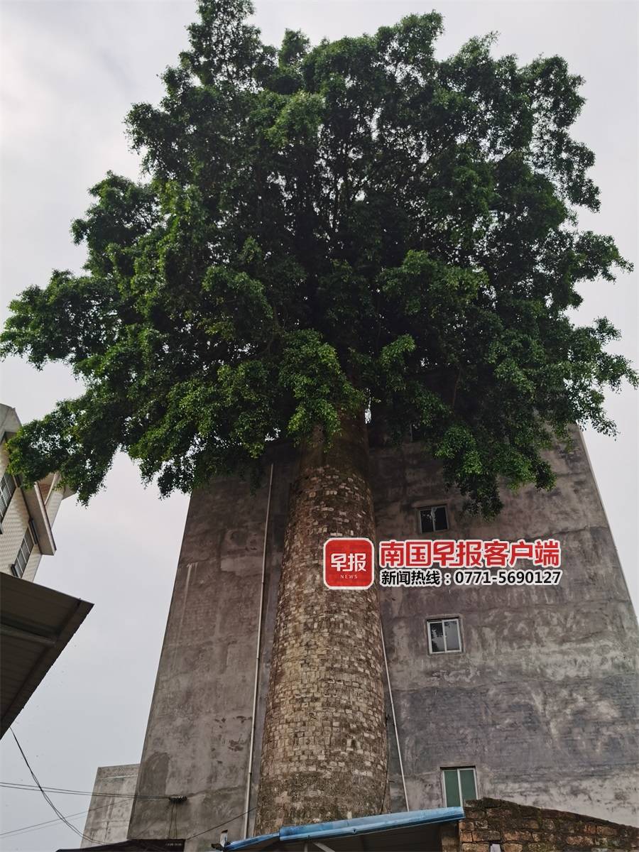 灵山烟囱榕树,广西灵山烟囱