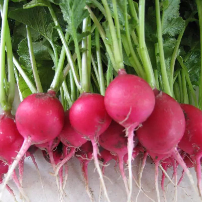 腊梅不是梅,腊梅不是梅花吗