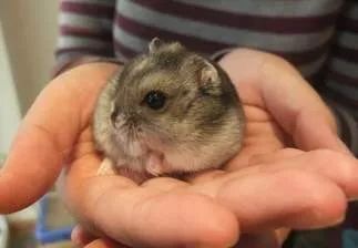 如何带宠物回家过年呢,带宠物们回家过年要准备什么