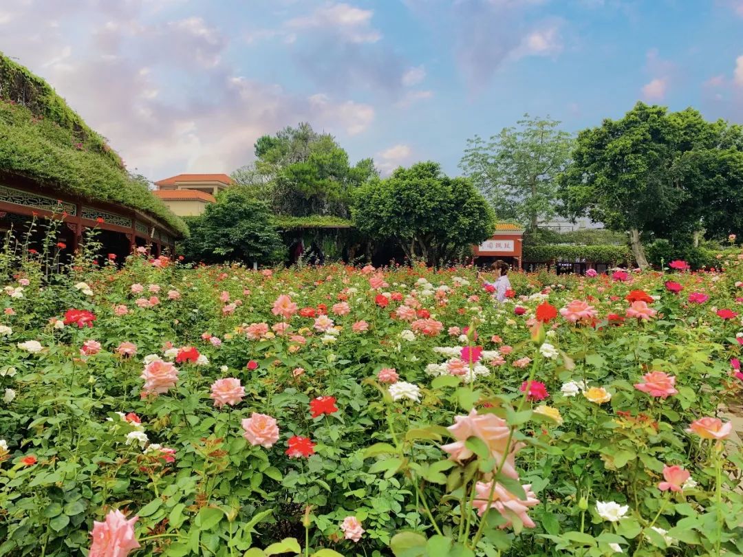 宝墨园醒狮表演,宝墨园醒狮舞龙