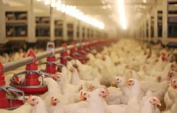 一路桃花为谁容齐陵农业再追梦