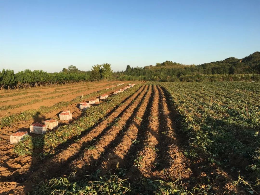 一路桃花为谁容齐陵农业再追梦