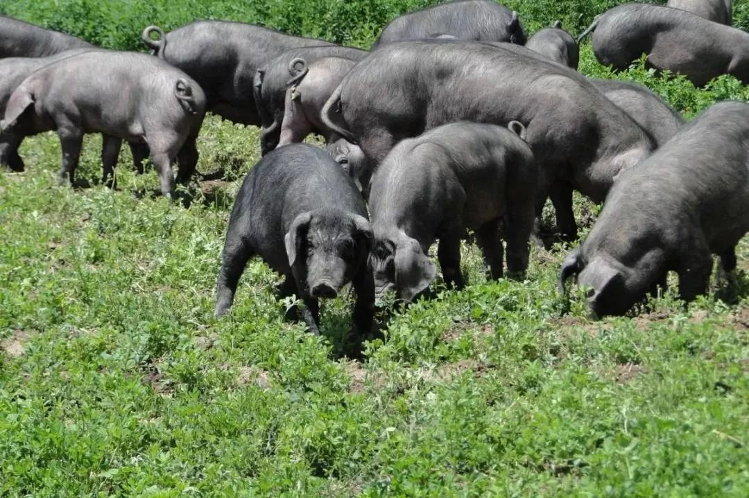 一路桃花为谁容齐陵农业再追梦