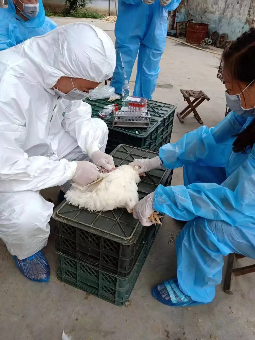 一路桃花为谁容齐陵农业再追梦