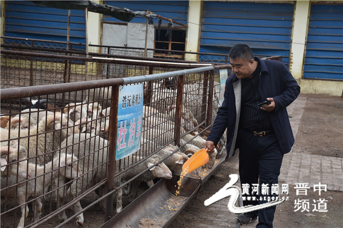 山西晋中灵石县养羊,政府帮扶添信心养羊走上致富路