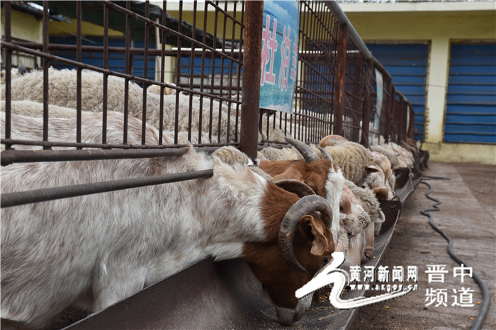山西晋中灵石县养羊,政府帮扶添信心养羊走上致富路