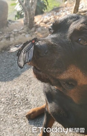 蝴蝶轻轻停在鼻头！汪慢慢斗鸡眼对望，憨厚打招呼：你好