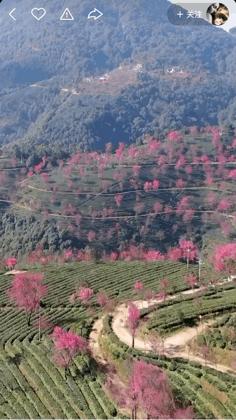 本来想去薅羊毛，却沉迷在这张“活的”地图上……