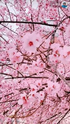 本来想去薅羊毛，却沉迷在这张“活的”地图上……