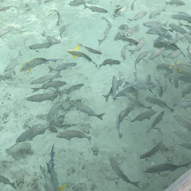 马尔代夫珊瑚岛旅游花费详解,马代神仙珊瑚岛完整版