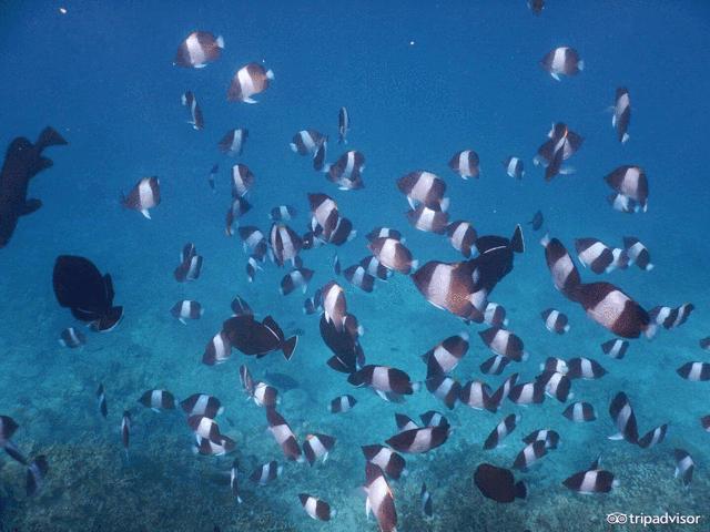 马尔代夫珊瑚岛旅游花费详解,马代神仙珊瑚岛完整版