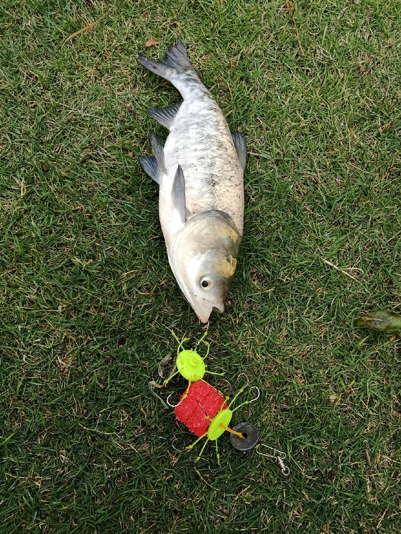 翻板钩方块饵如何钓浮,翻板钩挂两块方块饵底钓视频