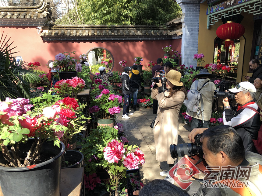 昆明昙华寺公园牡丹花开了吗,昙华寺公园牡丹开了吗