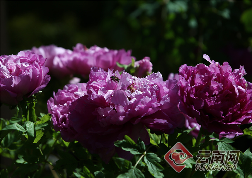 昆明昙华寺公园牡丹花开了吗,昙华寺公园牡丹开了吗