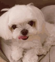 我家汪太能叫了怎么办？快看看这十个方法