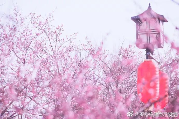 铜陵赏梅免费景点,赏梅去哪里旅游最好