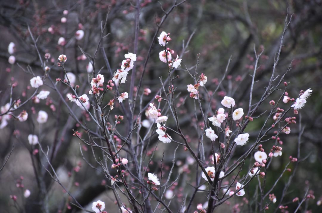 铜陵赏梅免费景点,赏梅去哪里旅游最好