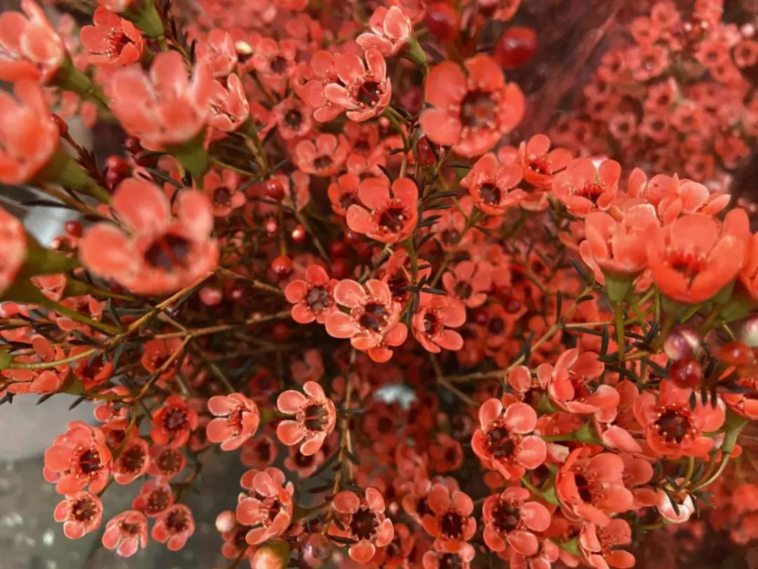 年花开始升价啦！岭南花卉市场购花攻略快收好