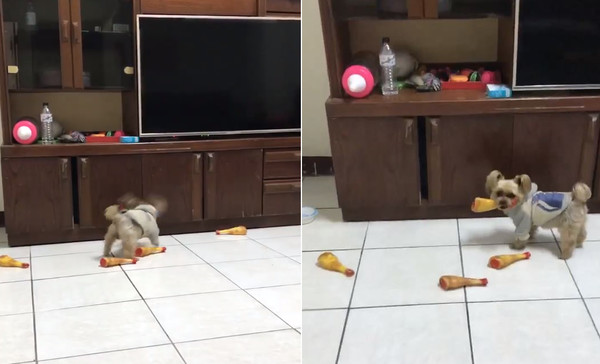 约克夏闹脾气,约克夏生气不吃饭