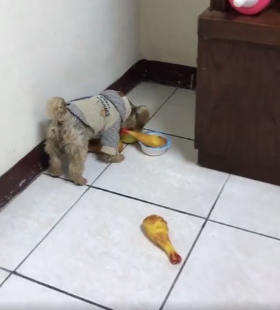 约克夏闹脾气,约克夏生气不吃饭