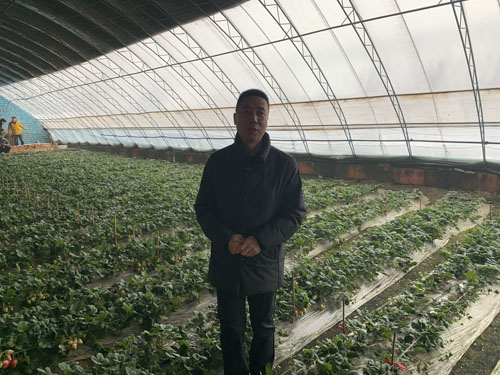 赛罕区：合作社里的“青城菜篮”