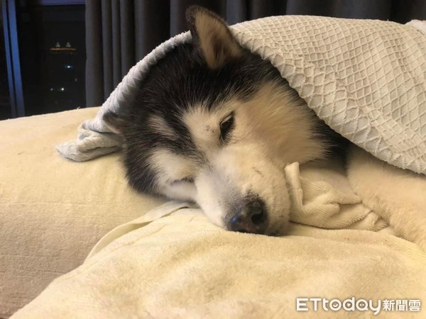 天气冷了哈士奇血统被唤醒,天气热哈士奇怎么办