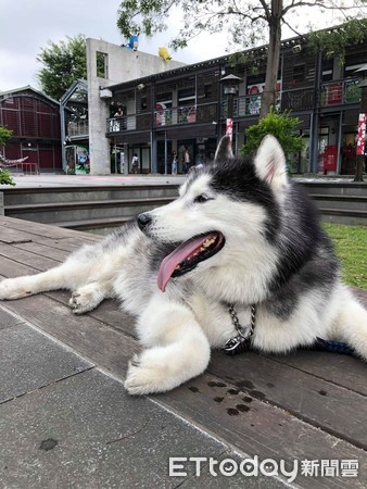 天气冷了哈士奇血统被唤醒,天气热哈士奇怎么办