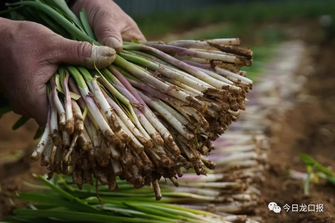 30多块钱一斤，还抢着买？龙口这个村种的菜太抢手