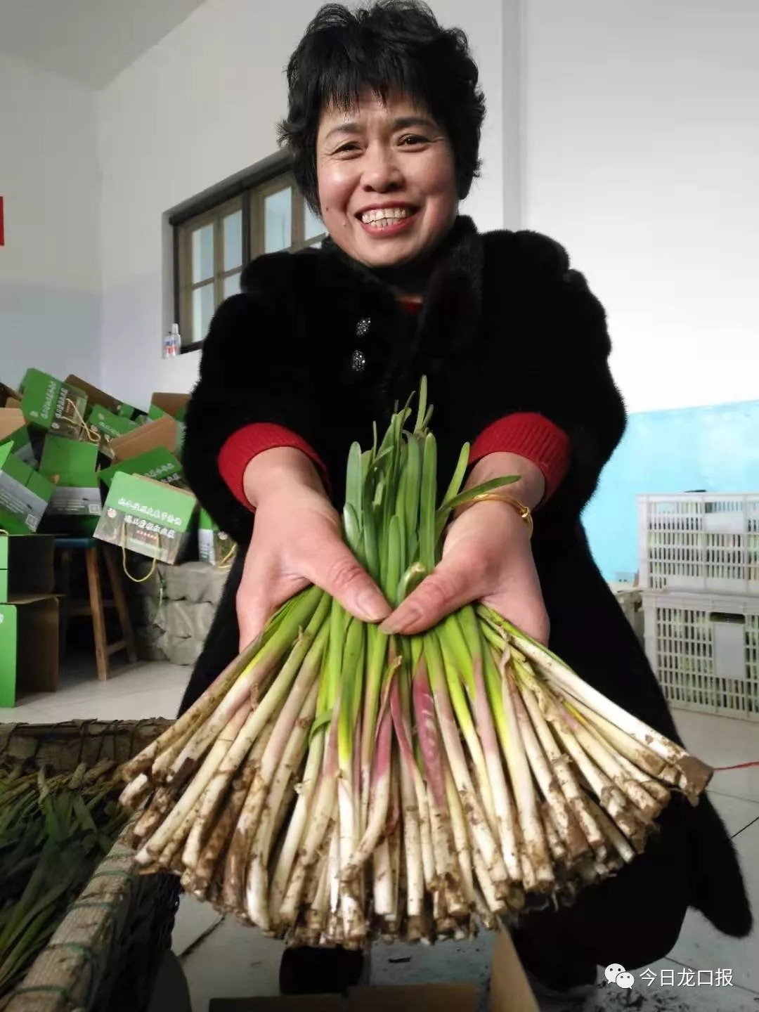 30多块钱一斤，还抢着买？龙口这个村种的菜太抢手