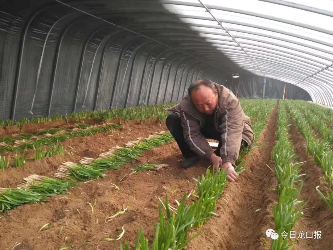 30多块钱一斤，还抢着买？龙口这个村种的菜太抢手