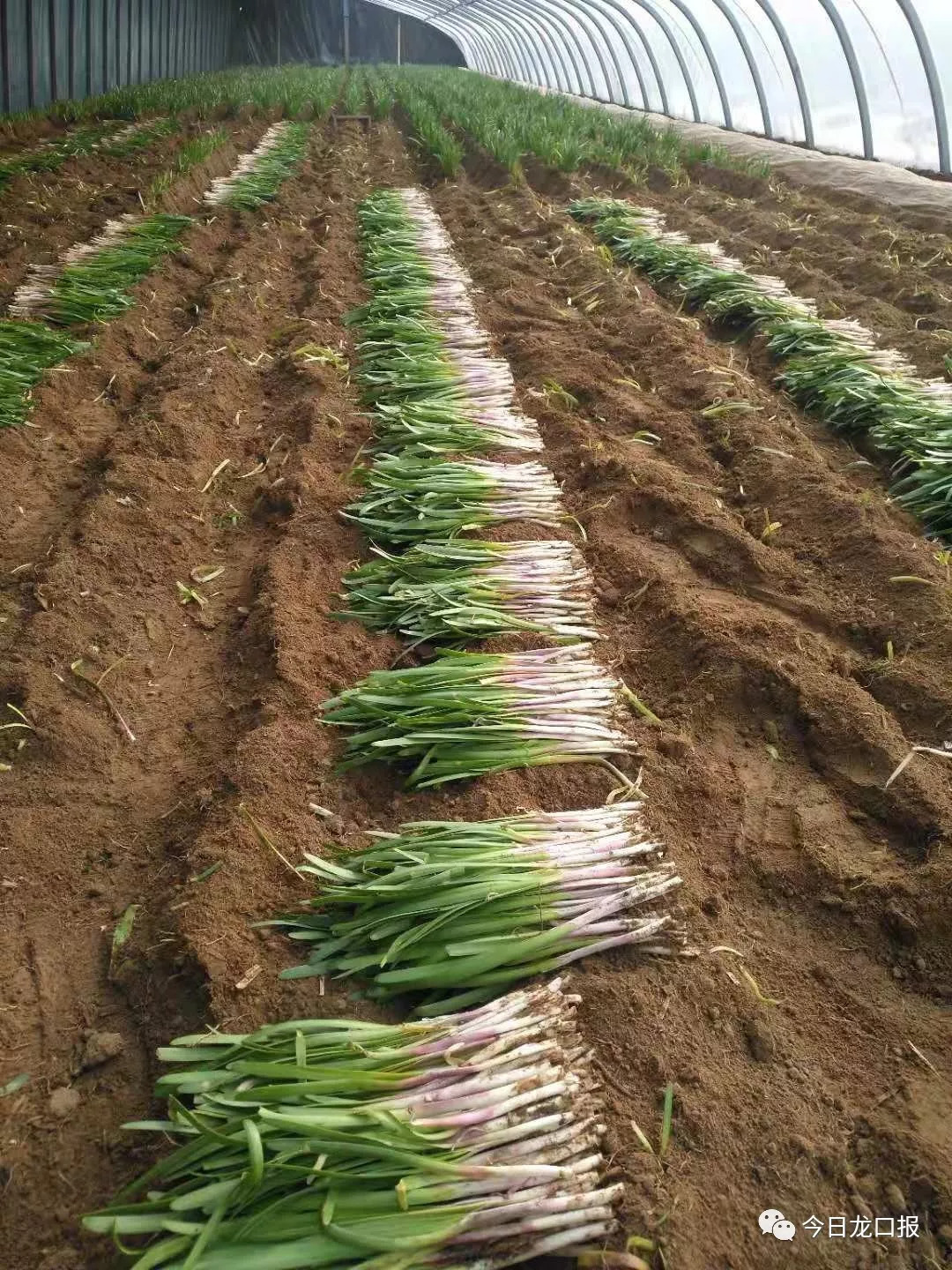 30多块钱一斤，还抢着买？龙口这个村种的菜太抢手