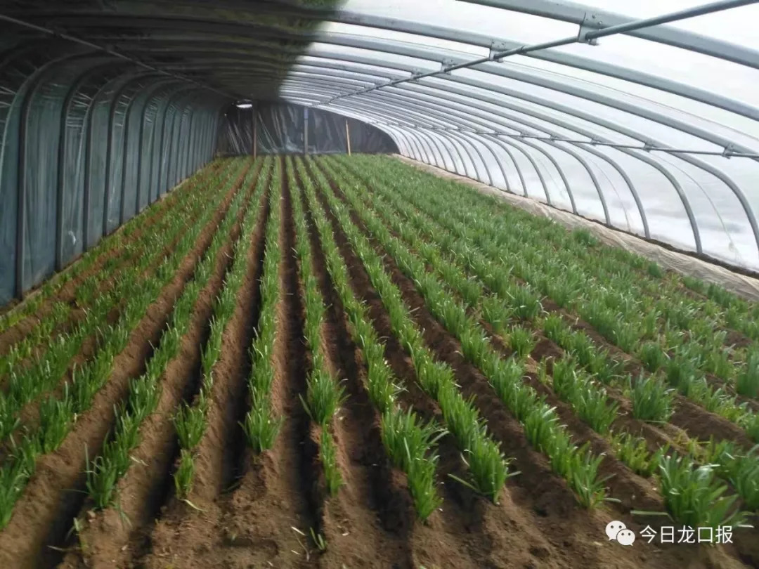 30多块钱一斤，还抢着买？龙口这个村种的菜太抢手