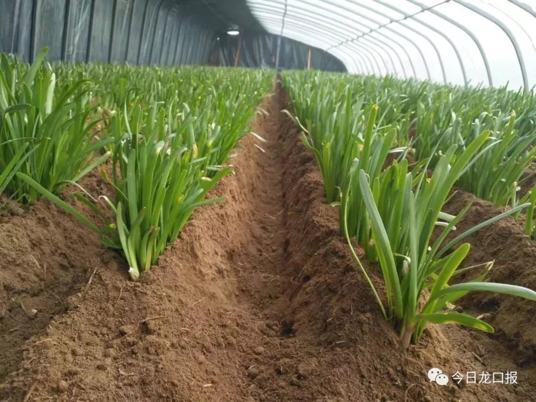 30多块钱一斤，还抢着买？龙口这个村种的菜太抢手