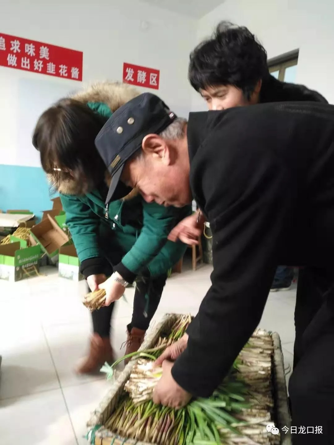 30多块钱一斤，还抢着买？龙口这个村种的菜太抢手