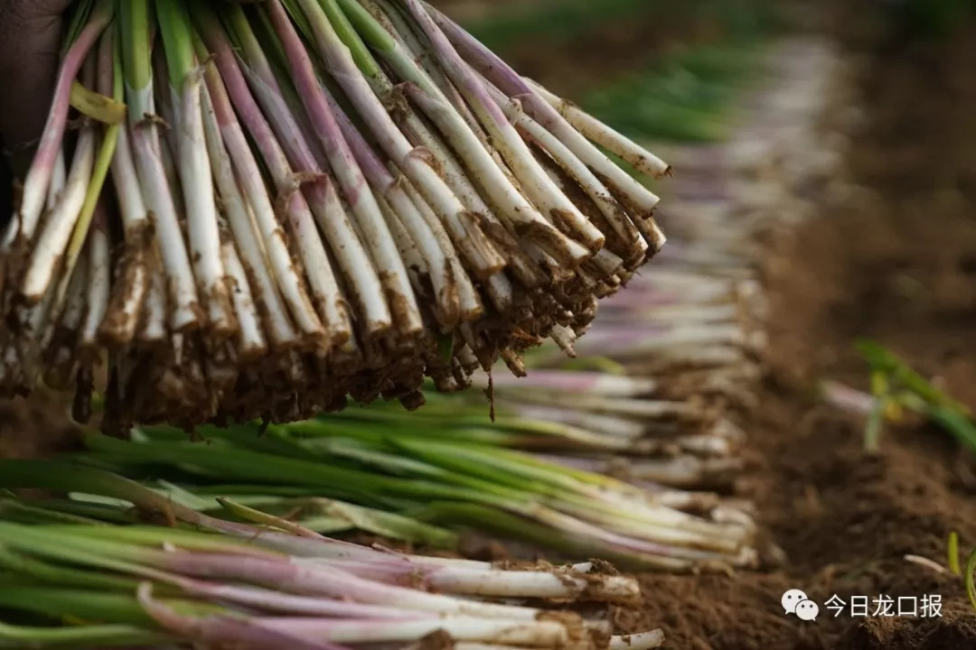 30多块钱一斤，还抢着买？龙口这个村种的菜太抢手