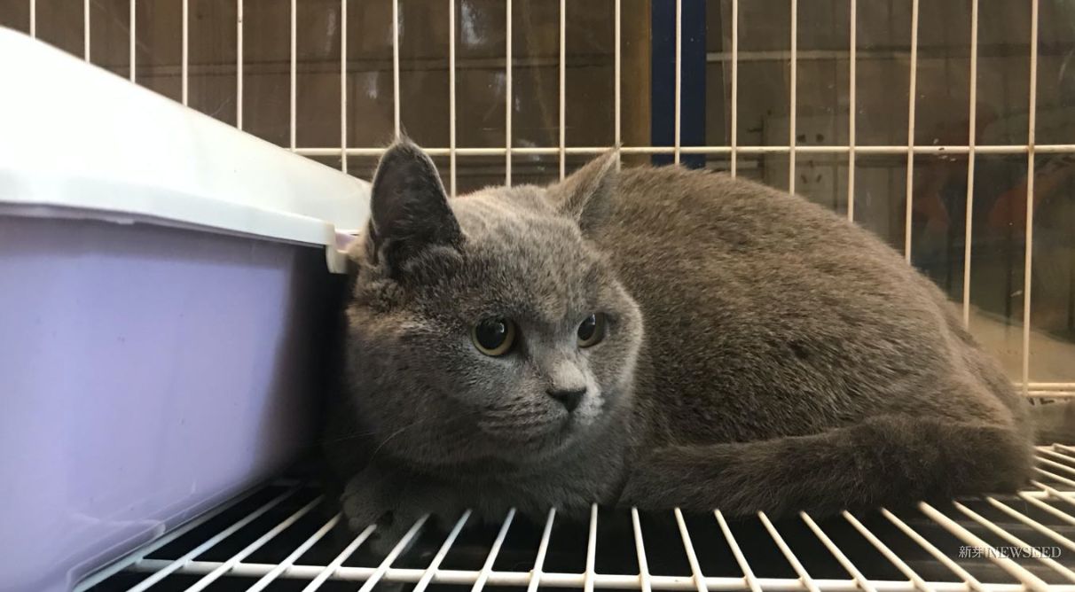 寄养宠物一天900元,宠物寄养每天最高5000元