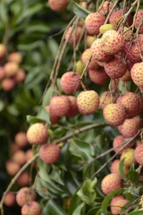 南国的两面：江南vs岭南