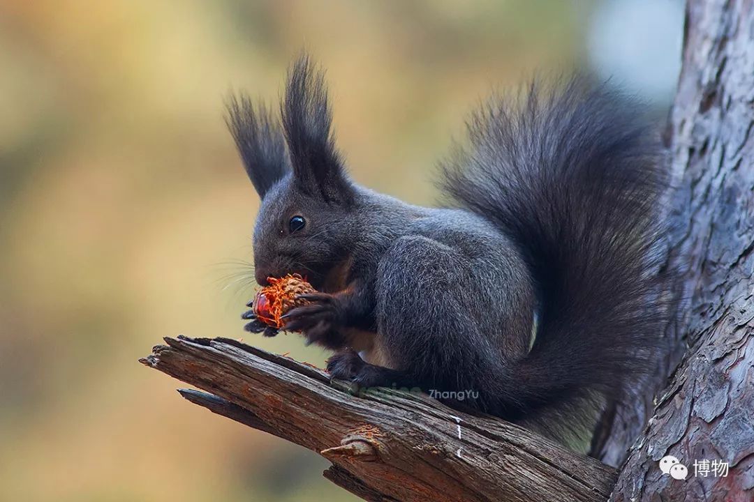千万别问能好怎,松鼠只负责可爱