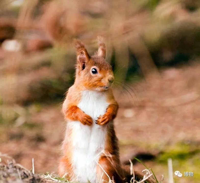 千万别问能好怎，松鼠只负责可爱