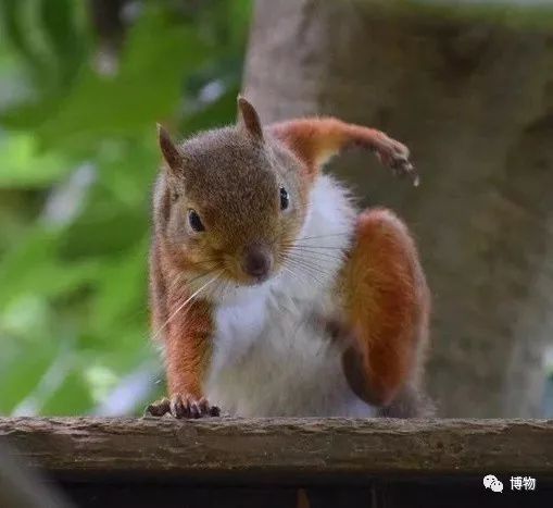 千万别问能好怎，松鼠只负责可爱