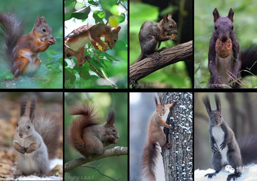 千万别问能好怎,松鼠只负责可爱