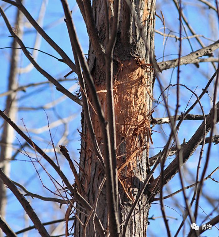 千万别问能好怎,松鼠只负责可爱