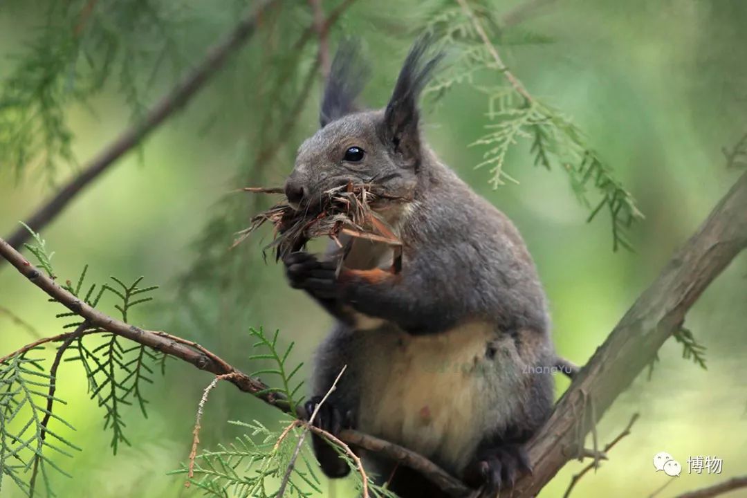 千万别问能好怎,松鼠只负责可爱