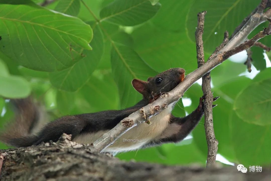 千万别问能好怎,松鼠只负责可爱