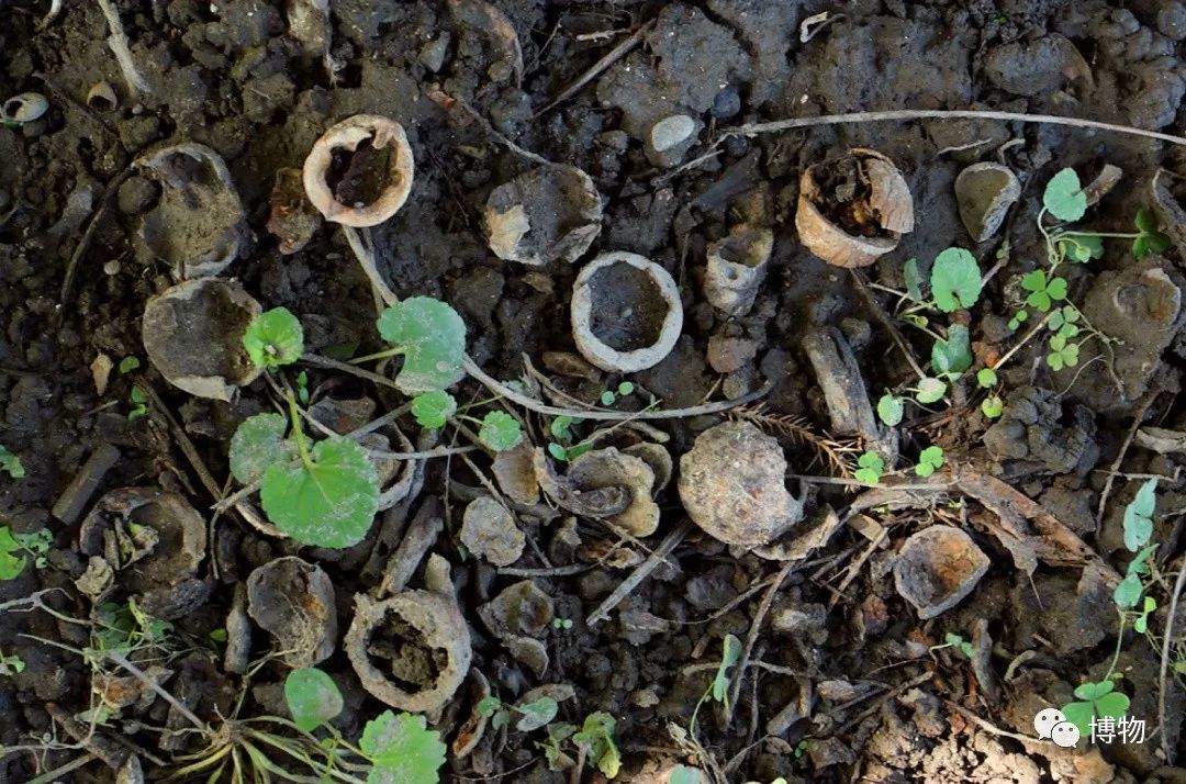 千万别问能好怎,松鼠只负责可爱